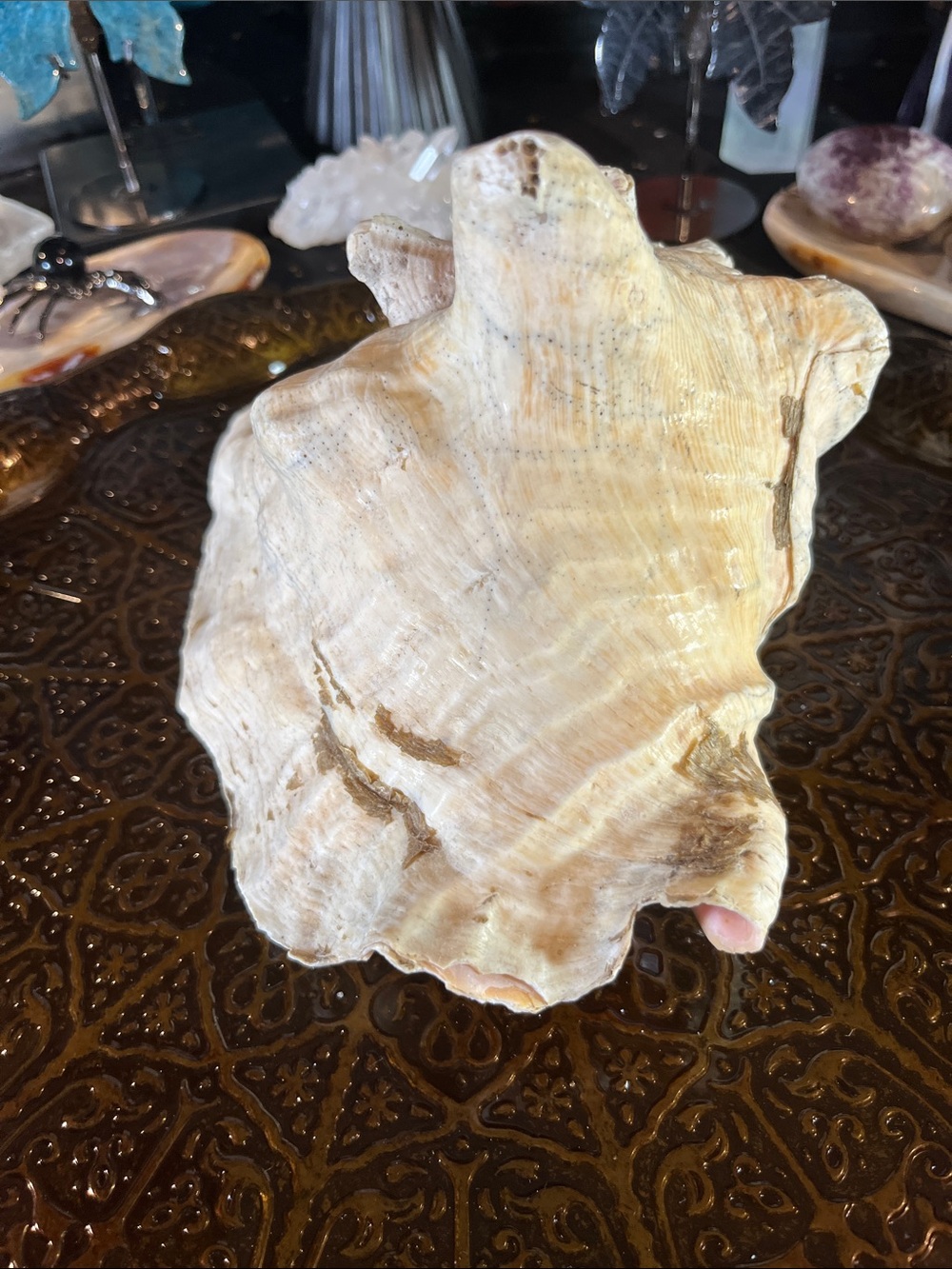 Large shell - Picture 4 of 5